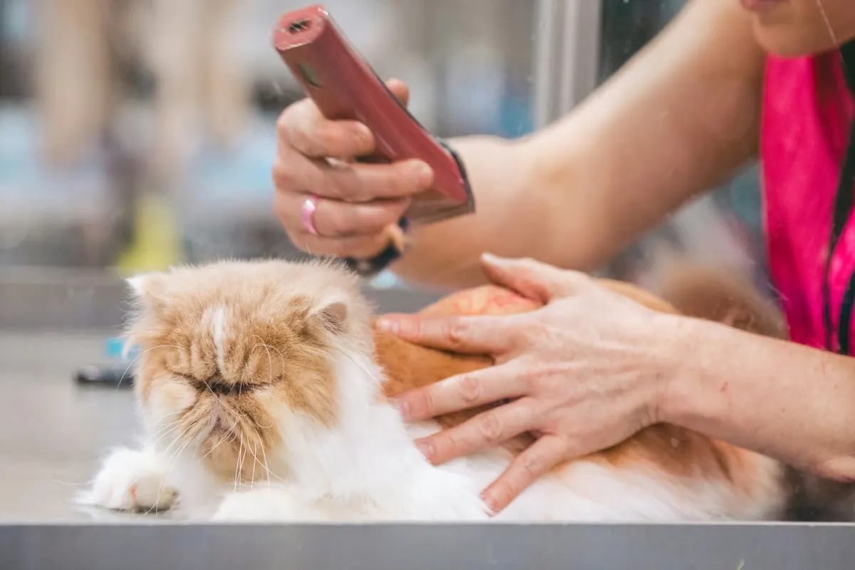 A long-haired Persian cat lying calmly on the grooming table while a groomer clips its side