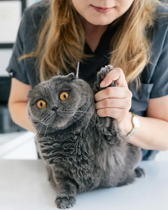 Ana holding a grey Scottish Fold cat's paw to check its nails