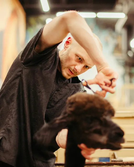 Theo scissoring the topknot of a chocolate poodle