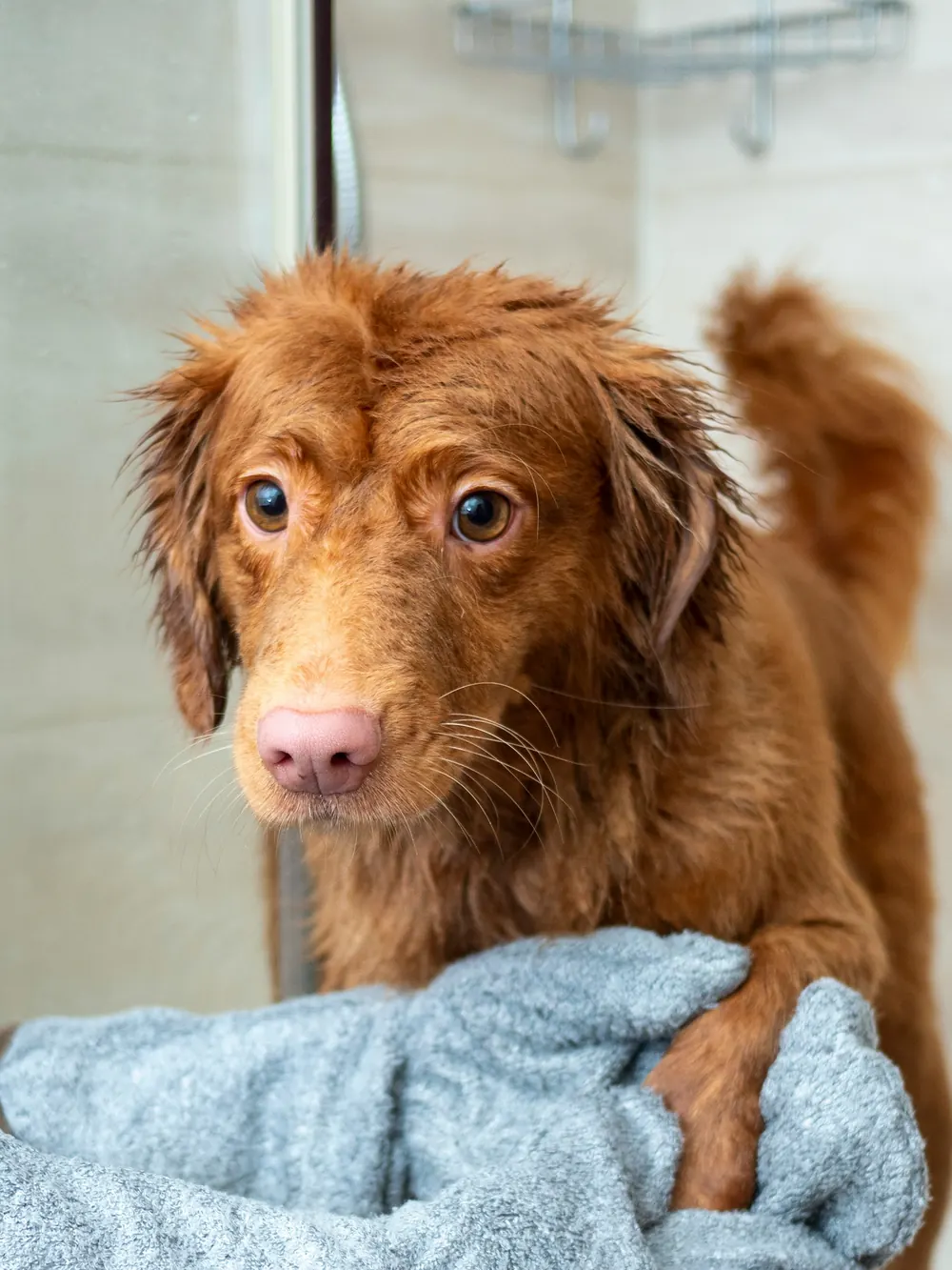 A wet red-brown retriever standing in the shower, front paws on a grey drying mitt