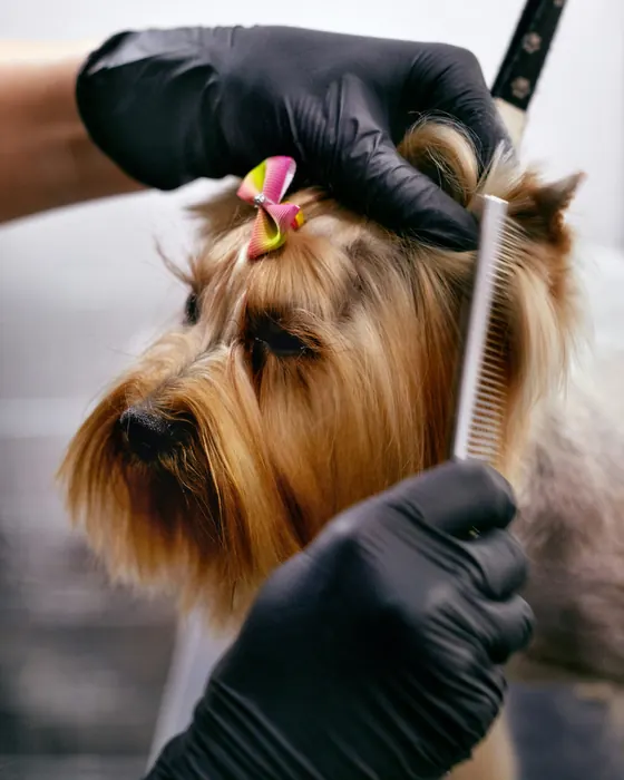 Gloved hands combing a Yorkshire terrier's long fringe, a pink bow in its topknot