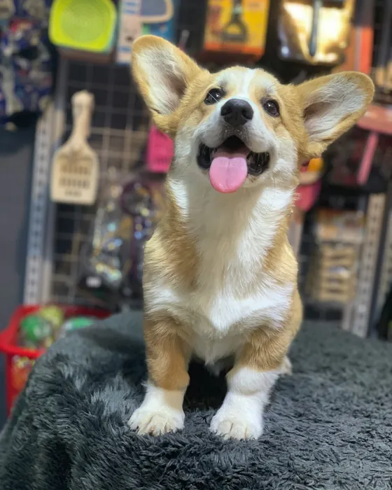 A corgi puppy with big ears sitting on a fluffy grey mat, tongue out