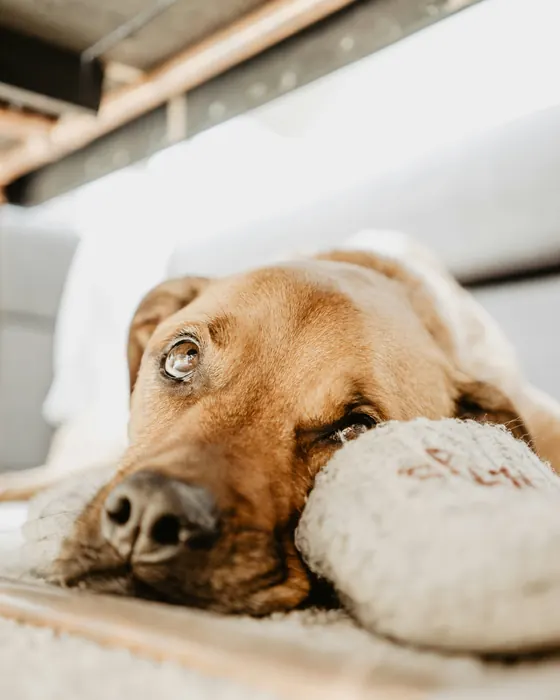 A sleepy golden dog resting its head on a soft cushion at home