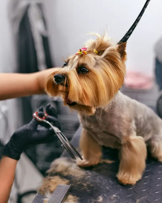 A groomer scissoring a Yorkshire terrier's face as it stands on the table